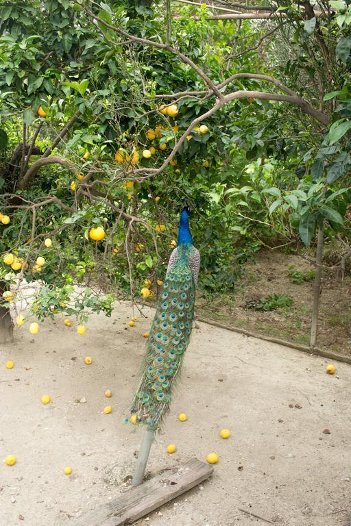 Akti Aphrodite Sidari  Bagian luar foto